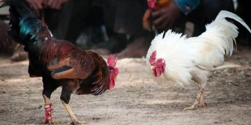 doi-net-thong-tin-ve-da-ga-philippines