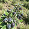 binhyen88