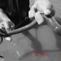 Mơ thấy con lươn thì đánh lô đề con gì