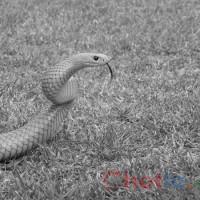 Mơ thấy rắn, đi đường gặp rắn thi đánh lô đề con gì