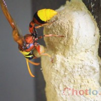 Mơ thấy tổ tò vò thì đánh lô đề con gì