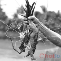 Mơ thấy tôm tép thì đánh lô đề con gì