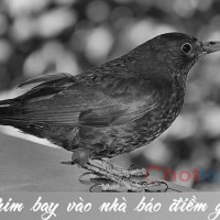 Mơ thấy chim thì đánh lô đề con gì