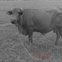 Mơ thấy con bò thì đánh lô đề con gì