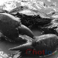 Mơ thấy con cua thì đánh lô đề con gì
