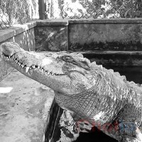 Mơ thấy con cá sấu thì đánh lô đề con gì