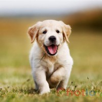 Mơ thấy con chó thì đánh lô đề con gì