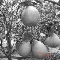 Mơ thấy quả bưởi thì đánh lô đề con gì