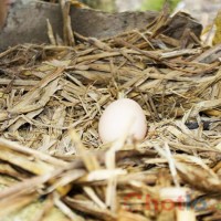 Mơ thấy quả trứng gà thì đánh lô đề con gì