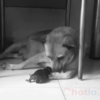 Mơ thấy chó đẻ một con thì đánh lô đề con gì
