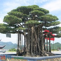 Mơ thấy cây cảnh thì đánh lô đề con gì