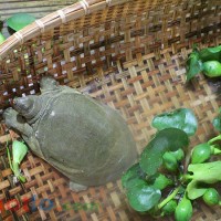Mơ thấy Ba ba thì đánh lô đề con gì