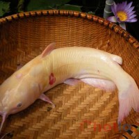 Mơ thấy con cá, ăn cá thì đánh lô đề con gì