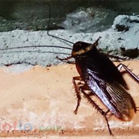 Mơ thấy con Gián đánh lô đề con gì
