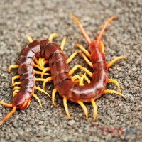 Mơ thấy con rết đánh lô đề con gì