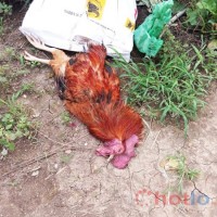 Mơ thấy gà chết thì đánh lô đề con gì