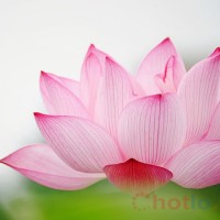Mơ thấy hoa sen thì đánh lô đề con gì