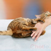 Mơ thấy bị mèo cắn thì đánh lô đề con gì