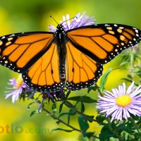 Mơ thấy con bướm, bướm bay vào nhà thì đánh lô đề con gì