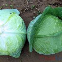 Soi cầu MB khi mơ thấy bắp cải thì đánh lô đề con gì