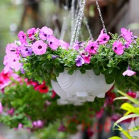 Mơ thấy hoa thì đánh lô đề con gì