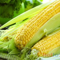 Soi cầu MB khi mơ thấy bắp ngô thì đánh lô đề con gì