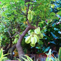 Soi cầu MB khi mơ thấy cây khế thì đánh lô đề con gì