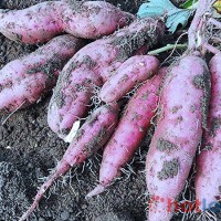 Soi cầu MB khi mơ thấy củ khoai thì đánh lô đề con gì