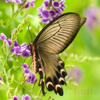 Soi cầu MB khi mơ thấy con bướm thì đánh lô đề con gì