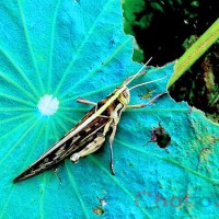 Soi cầu MB khi mơ thấy con cào cào thì đánh lô đề con gì