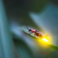 Soi cầu MB khi mơ thấy con đom đóm thì đánh lô đề con gì