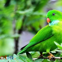 Soi cầu MB khi mơ thấy con vẹt thì đánh lô đề con gì