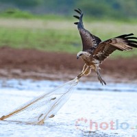 Soi cầu MB khi mơ thấy chim diều hâu thì đánh lô đề con gì