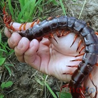 Soi cầu MB khi mơ thấy con rết thì đánh lô đề con gì