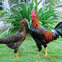 Soi cầu MB khi mơ thấy con gà đánh lô đề con gì