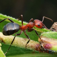 Soi cầu MB khi mơ thấy con kiến đánh lô đề con gì