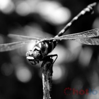 Soi cầu MB khi mơ thấy con chuồn chuồn đánh lô đề con gì