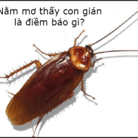Nằm Mơ Thấy Con “GIÁN” Đánh Đề Cho Hết “CHÁN”?