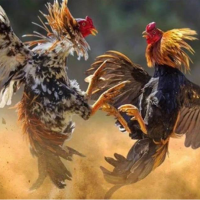 Bet88 chia sẻ: Tại sao đá gà trên mạng luôn thua?